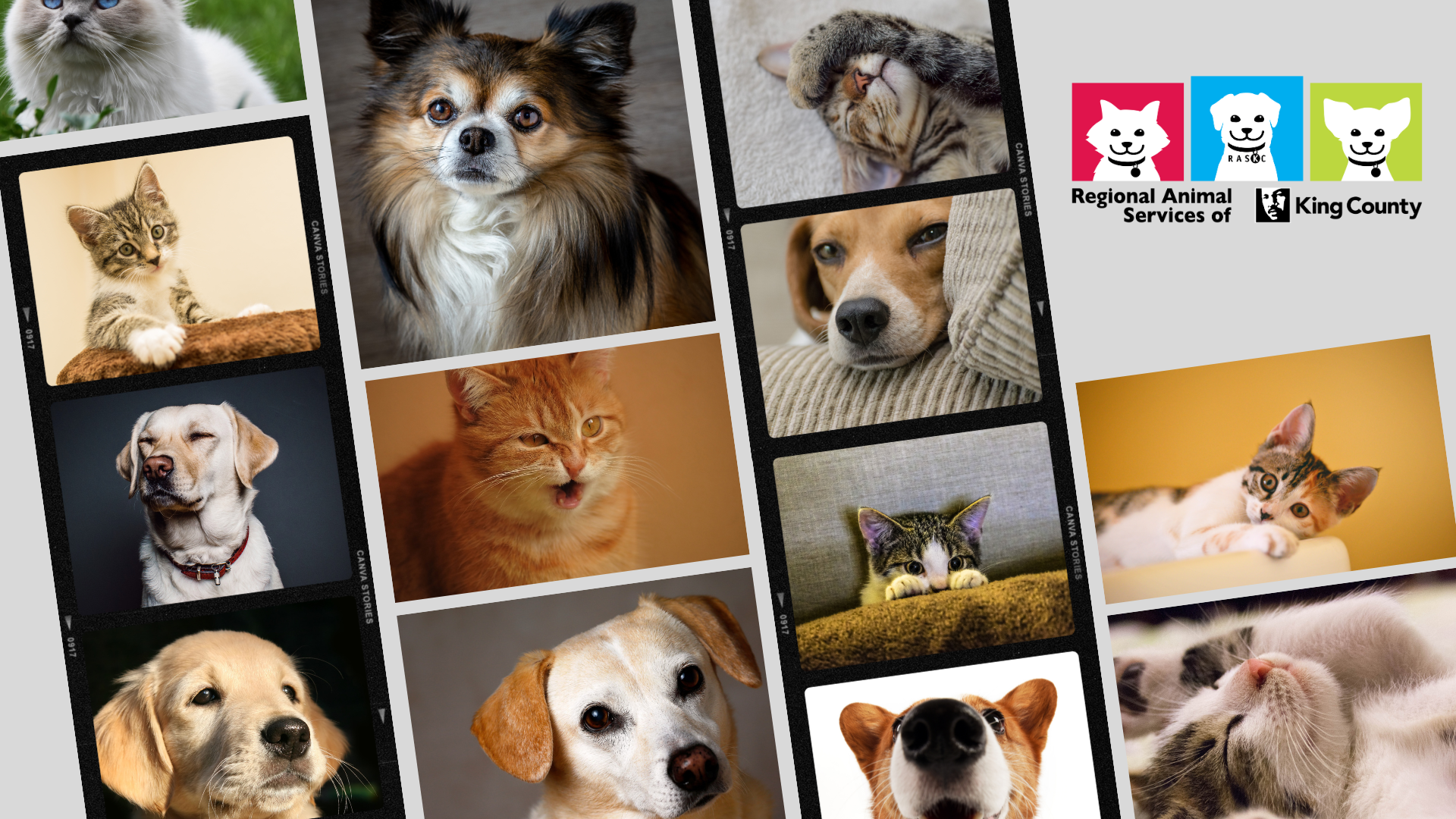 Photo collage featuring a number of different dogs and cats with a RASKC logo